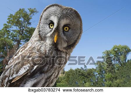 "Great Grey Owl (Strix nebulosa), captive, Portugal, Europe" View Large Photo Image Picture - "Great Grey Owl (Strix nebulosa), captive, Portugal, Europe". Fotosearch