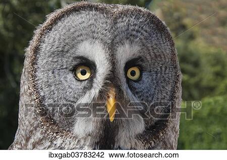 "Great Grey Owl (Strix nebulosa), captive, Portugal, Europe" View Large Photo Image Stock Image - "Great Grey Owl (Strix nebulosa), captive, Portugal, Europe". Fotosearch