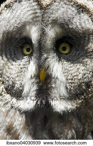 "Great Grey Owl (Strix nebulosa), captive, East Tyrol, Austria, Europe" View Large Photo Image Stock Photo - "Great Grey Owl (Strix nebulosa), captive, East Tyrol, Austria, Europe". Fotosearch