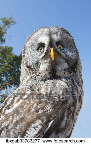 Stock Photo - "Great Grey Owl (Strix nebulosa), captive, Portugal, Europe". Fotosearch