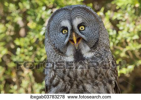 Stock Photo - "Great Grey Owl (Strix nebulosa), captive, Portugal, Europe". Fotosearch