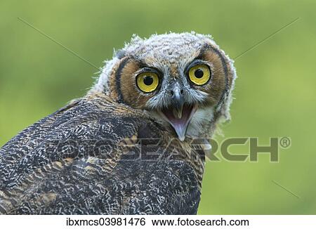 "Great horned owl (Bubo virginianus), young bird, captive, Germany, Europe" View Large Photo Image Stock Photograph - "Great horned owl (Bubo virginianus), young bird, captive, Germany, Europe". Fotosearch