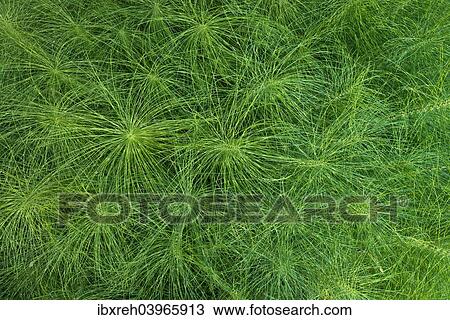 Stock Image - "Great Horsetail (Equisetum telmateia), Burgenland, Austria, Europe". Fotosearch