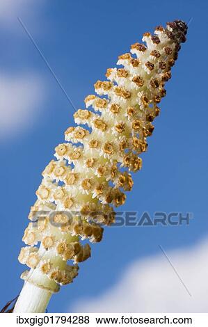 Stock Photo - "Great Horsetail, Giant Horsetail, River Horsetail (Equisetum telmateia)". Fotosearch