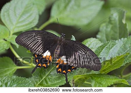 "Great Mormon (Papilio memnon), native to Indonesia, butterfly house, Forgaria nel Friuli, Udine province, Italy, Europe" View Large Photo Image Stock Image - "Great Mormon (Papilio memnon), native to Indonesia, butterfly house, Forgaria nel Friuli, Udine province, Italy, Europe". Fotosearch