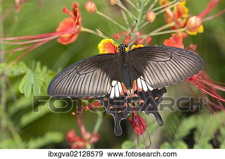 Stock Photo - "Great mormon (Papilio memnon), tropical butterfly, Phuket, Thailand, Southeast Asia, Asia". Fotosearch