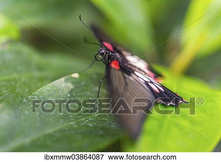 "Great Mormon (Papilio memnon), butterfly house, botanical garden, Munich, Upper Bavaria, Bavaria, Germany, Europe" View Large Photo Image Stock Photo - "Great Mormon (Papilio memnon), butterfly house, botanical garden, Munich, Upper Bavaria, Bavaria, Germany, Europe". Fotosearch