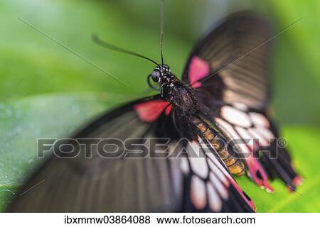 "Great Mormon (Papilio memnon), butterfly house, botanical garden, Munich, Upper Bavaria, Bavaria, Germany, Europe" View Large Photo Image Stock Photo - "Great Mormon (Papilio memnon), butterfly house, botanical garden, Munich, Upper Bavaria, Bavaria, Germany, Europe". Fotosearch
