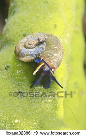 "Great Ramshorn Snail (Planorbis planorbis), Lake Baikal, Siberia, Russian Federation, Eurasia" View Large Photo Image Stock Photo - "Great Ramshorn Snail (Planorbis planorbis), Lake Baikal, Siberia, Russian Federation, Eurasia". Fotosearch