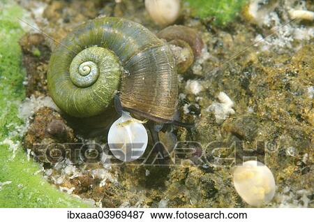 Stock Photo - "Great Ramshorn Snail (Planorbis planorbis) next to eggs, Lake Baikal, Siberia, Russia, Europe". Fotosearch