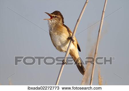 "Great reed warbler (Acrocephalus arundinaceus), calling, male perched on reed, Lake Neusiedl, Burgenland, Austria, Europe" View Large Photo Image Stock Image - "Great reed warbler (Acrocephalus arundinaceus), calling, male perched on reed, Lake Neusiedl, Burgenland, Austria, Europe". Fotosearch