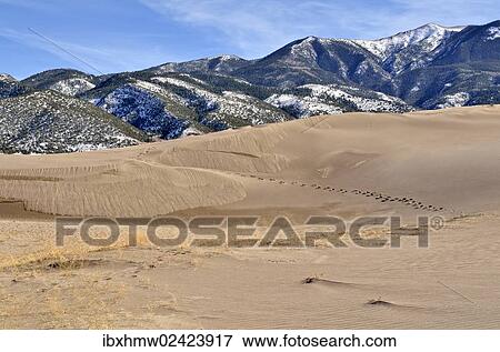 "Great Sand Dunes National Park, Sangre de Christo Mountains at the back, Mosca, Colorado" View Large Photo Image Stock Photo - "Great Sand Dunes National Park, Sangre de Christo Mountains at the back, Mosca, Colorado". Fotosearch