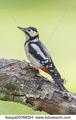 "Great Spotted Woodpecker (Dendrocopos major), Tyrol, Austria, Europe" View Large Photo Image Picture - "Great Spotted Woodpecker (Dendrocopos major), Tyrol, Austria, Europe". Fotosearch