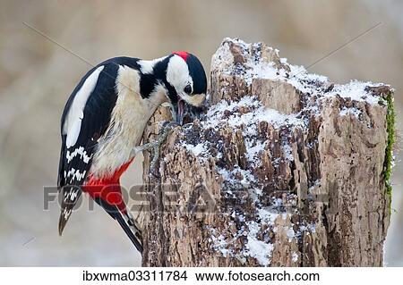 "Great Spotted Woodpecker (Dendrocopos major) on a tree stump, North Hesse, Hesse, Germany, Europe" View Large Photo Image Picture - "Great Spotted Woodpecker (Dendrocopos major) on a tree stump, North Hesse, Hesse, Germany, Europe". Fotosearch