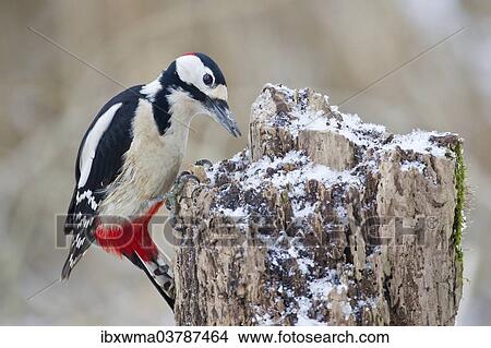 "Great Spotted Woodpecker (Dendrocopos major) on a tree stump, North Hesse, Hesse, Germany, Europe" View Large Photo Image Picture - "Great Spotted Woodpecker (Dendrocopos major) on a tree stump, North Hesse, Hesse, Germany, Europe". Fotosearch