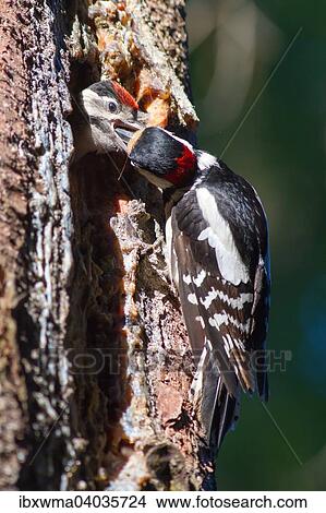 "Great Spotted Woodpecker (Dendrocopos major) feeding young, Hesse, Germany, Europe" View Large Photo Image Picture - "Great Spotted Woodpecker (Dendrocopos major) feeding young, Hesse, Germany, Europe". Fotosearch