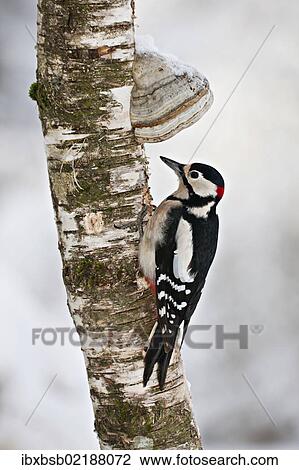 "Great Spotted Woodpecker (Dendrocopos major) on a tree with tree mushrooms, near Lake Federsee, Baden-Wuerttemberg, Germany, Europe" View Large Photo Image Stock Image - "Great Spotted Woodpecker (Dendrocopos major) on a tree with tree mushrooms, near Lake Federsee, Baden-Wuerttemberg, Germany, Europe". Fotosearch