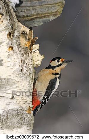 "Great Spotted Woodpecker (Dendrocopos major), male, perched on the trunk of an old birch tree with mushrooms, in winter, Swabian Alb biosphere reserve, Baden-Wurttemberg, Germany, Europe" View Large Photo Image Stock Image - "Great Spotted Woodpecker (Dendrocopos major), male, perched on the trunk of an old birch tree with mushrooms, in winter, Swabian Alb biosphere reserve, Baden-Wurttemberg, Germany, Europe". Fotosearch