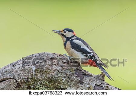 "Great Spotted Woodpecker (Dendrocopos major), Tyrol, Austria, Europe" View Large Photo Image Stock Image - "Great Spotted Woodpecker (Dendrocopos major), Tyrol, Austria, Europe". Fotosearch
