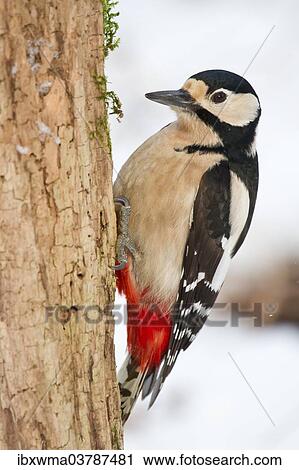 "Great Spotted Woodpecker (Dendrocopos major) on a tree stump, North Hesse, Hesse, Germany, Europe" View Large Photo Image Stock Image - "Great Spotted Woodpecker (Dendrocopos major) on a tree stump, North Hesse, Hesse, Germany, Europe". Fotosearch