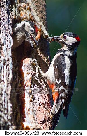 "Great Spotted Woodpecker (Dendrocopos major) feeding young, Hesse, Germany, Europe" View Large Photo Image Stock Image - "Great Spotted Woodpecker (Dendrocopos major) feeding young, Hesse, Germany, Europe". Fotosearch