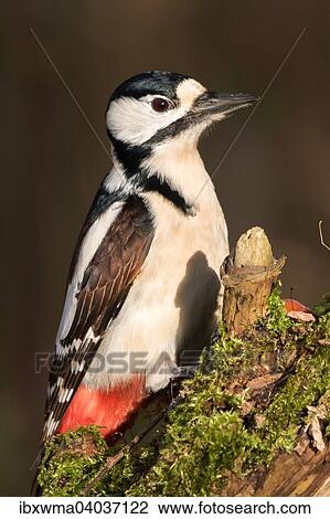 "Great Spotted Woodpecker (Dendrocopos major), Hesse, Germany, Europe" View Large Photo Image Stock Image - "Great Spotted Woodpecker (Dendrocopos major), Hesse, Germany, Europe". Fotosearch