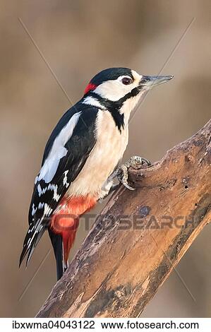 "Great Spotted Woodpecker (Dendrocopos major), Hesse, Germany, Europe" View Large Photo Image Stock Image - "Great Spotted Woodpecker (Dendrocopos major), Hesse, Germany, Europe". Fotosearch