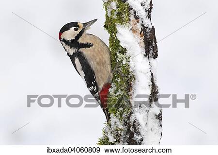"Great Spotted Woodpecker (Dendrocopos major), perched on snow-covered dead wood in the winter, Neunkirchen, Siegerland, North Rhine-Westphalia, Germany, Europe" View Large Photo Image Stock Photo - "Great Spotted Woodpecker (Dendrocopos major), perched on snow-covered dead wood in the winter, Neunkirchen, Siegerland, North Rhine-Westphalia, Germany, Europe". Fotosearch