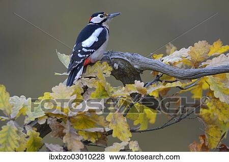 "Great Spotted Woodpecker (Dendrocopos major), male, perched on the branch of an oak in autumn, Swabian Alb biosphere reserve, Baden-Wurttemberg, Germany, Europe" View Large Photo Image Stock Photo - "Great Spotted Woodpecker (Dendrocopos major), male, perched on the branch of an oak in autumn, Swabian Alb biosphere reserve, Baden-Wurttemberg, Germany, Europe". Fotosearch