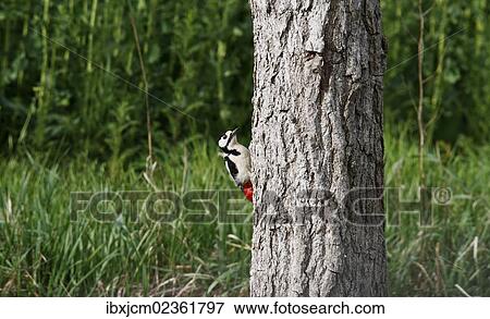 "Great Spotted Woodpecker (Dendrocopos major) on a tree, Thuringia, Germany, Europe" View Large Photo Image Stock Photo - "Great Spotted Woodpecker (Dendrocopos major) on a tree, Thuringia, Germany, Europe". Fotosearch