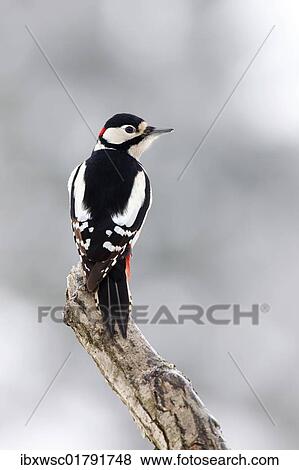"Great Spotted Woodpecker (Dendrocopos major), male" View Large Photo Image Stock Photo - "Great Spotted Woodpecker (Dendrocopos major), male". Fotosearch