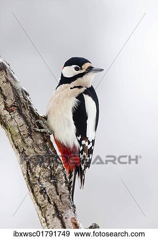 Stock Photo - "Great Spotted Woodpecker (Dendrocopos major), male". Fotosearch