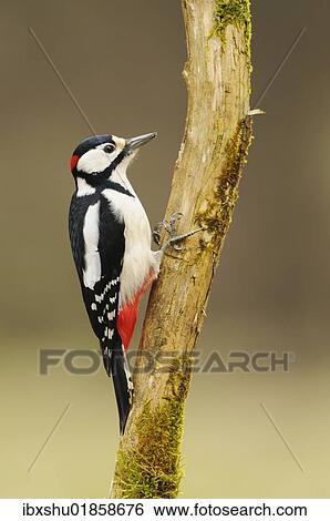 Stock Photograph - "Great Spotted Woodpecker (Dendrocopos major), foraging on tree". Fotosearch
