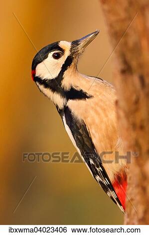 "Great Spotted Woodpecker (Dendrocopos major), Hesse, Germany, Europe" View Large Photo Image Stock Photograph - "Great Spotted Woodpecker (Dendrocopos major), Hesse, Germany, Europe". Fotosearch
