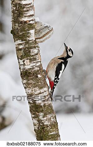 "Great Spotted Woodpecker (Dendrocopos major) on a tree with tree mushrooms, near Lake Federsee, Baden-Wuerttemberg, Germany, Europe" View Large Photo Image Stock Photography - "Great Spotted Woodpecker (Dendrocopos major) on a tree with tree mushrooms, near Lake Federsee, Baden-Wuerttemberg, Germany, Europe". Fotosearch