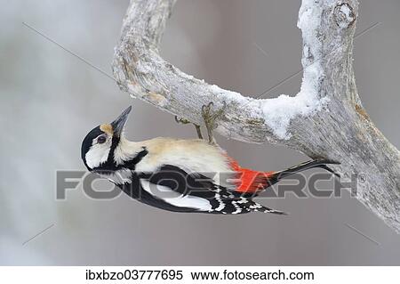 "Great Spotted Woodpecker (Dendrocopos major) clinging to a pine branch, Oulanka National Park, Kuusamo, Lapland, Finland, Europe" View Large Photo Image Stock Photography - "Great Spotted Woodpecker (Dendrocopos major) clinging to a pine branch, Oulanka National Park, Kuusamo, Lapland, Finland, Europe". Fotosearch