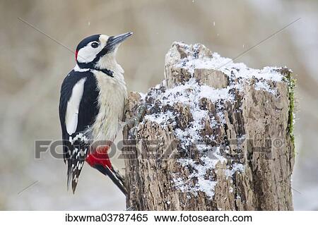 "Great Spotted Woodpecker (Dendrocopos major) on a tree stump, North Hesse, Hesse, Germany, Europe" View Large Photo Image Stock Photography - "Great Spotted Woodpecker (Dendrocopos major) on a tree stump, North Hesse, Hesse, Germany, Europe". Fotosearch