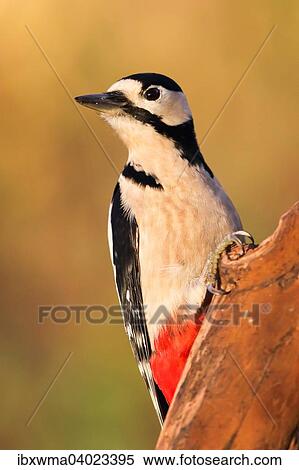 "Great Spotted Woodpecker (Dendrocopos major), Hesse, Germany, Europe" View Large Photo Image Stock Photography - "Great Spotted Woodpecker (Dendrocopos major), Hesse, Germany, Europe". Fotosearch
