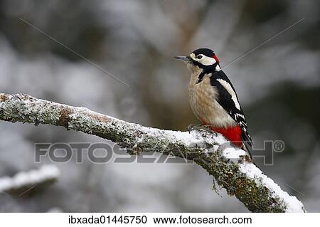 "Great Spotted Woodpecker (Picoides major, Dendrocopos major), male on a snowy branch in winter" View Large Photo Image Stock Image - "Great Spotted Woodpecker (Picoides major, Dendrocopos major), male on a snowy branch in winter". Fotosearch