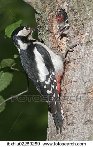 "Great Spotted Woodpecker (Picoides major), female feeding young birds at a nesting hole, Wasseralfingen, Baden-Wuerttemberg, Germany, Europe" View Large Photo Image Stock Photo - "Great Spotted Woodpecker (Picoides major), female feeding young birds at a nesting hole, Wasseralfingen, Baden-Wuerttemberg, Germany, Europe". Fotosearch