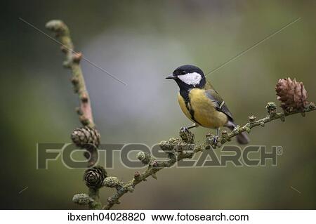 "Great Tit (Parus major), Emsland, Lower Saxony, Germany, Europe" View Large Photo Image Stock Image - "Great Tit (Parus major), Emsland, Lower Saxony, Germany, Europe". Fotosearch