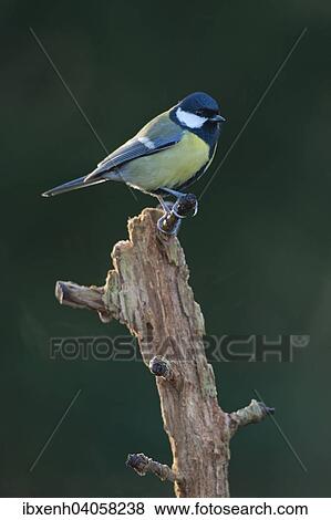 "Great Tit (Parus major), Emsland, Lower Saxony, Germany, Europe" View Large Photo Image Stock Photo - "Great Tit (Parus major), Emsland, Lower Saxony, Germany, Europe". Fotosearch