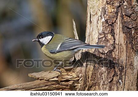 Stock Image - "Great Tit (Parus major), foraging for food, Untergroningen, Abtsgmuend, Baden-Wurttemberg, Germany, Europe". Fotosearch