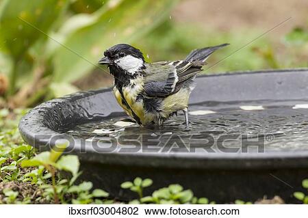 "Great Tit (Parus major), Fuldabruck, Fuldabruck, Hesse, Germany, Europe" View Large Photo Image Stock Image - "Great Tit (Parus major), Fuldabruck, Fuldabruck, Hesse, Germany, Europe". Fotosearch