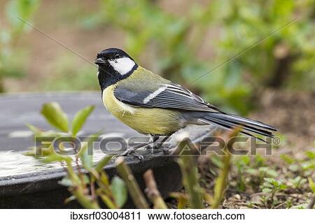 "Great Tit (Parus major), Fuldabruck, Fuldabruck, Hesse, Germany, Europe" View Large Photo Image Stock Image - "Great Tit (Parus major), Fuldabruck, Fuldabruck, Hesse, Germany, Europe". Fotosearch