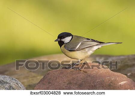 "Great Tit (Parus major), Fuldabruck, Fuldabruck, Hesse, Germany, Europe" View Large Photo Image Stock Photo - "Great Tit (Parus major), Fuldabruck, Fuldabruck, Hesse, Germany, Europe". Fotosearch