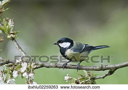 "Great Tit (Parus major) in the branches of a cherry tree, Untergroeningen, Baden-Wuerttemberg, Germany, Europe" View Large Photo Image Stock Image - "Great Tit (Parus major) in the branches of a cherry tree, Untergroeningen, Baden-Wuerttemberg, Germany, Europe". Fotosearch