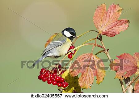 "Great Tit (Parus major), Limburg an der Lahn, Hesse, Germany, Europe" View Large Photo Image Stock Photo - "Great Tit (Parus major), Limburg an der Lahn, Hesse, Germany, Europe". Fotosearch