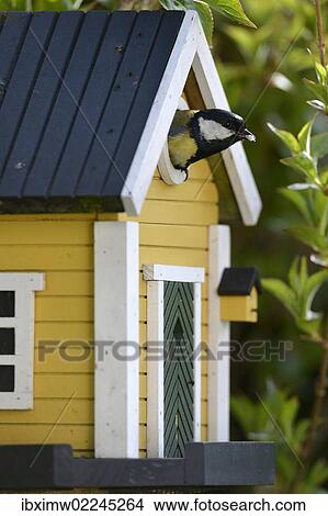 "Great tit (Parus major) looking out of a nesting box, Stuttgart, Baden-Wuerttemberg, Germany, Europe, PublicGround, Europe" View Large Photo Image Picture - "Great tit (Parus major) looking out of a nesting box, Stuttgart, Baden-Wuerttemberg, Germany, Europe, PublicGround, Europe". Fotosearch