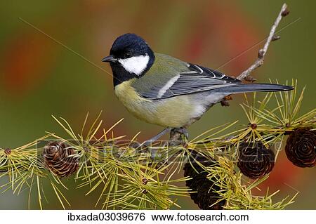 "Great Tit (Parus major), male, perched on the branch of a larch tree in autumn, Neunkirchen, Siegerland, North Rhine-Westphalia, Germany, Europe" View Large Photo Image Stock Photograph - "Great Tit (Parus major), male, perched on the branch of a larch tree in autumn, Neunkirchen, Siegerland, North Rhine-Westphalia, Germany, Europe". Fotosearch